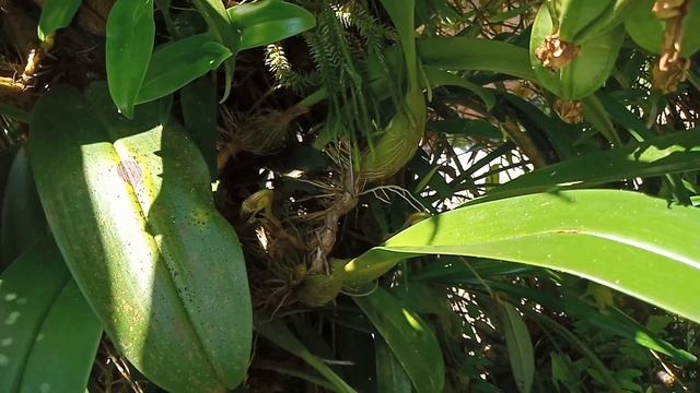 Anggrek Hutan [ Bulbophyllum Lobii ] смотреть онлайн