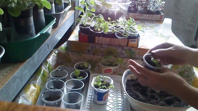 Комнатное растение петуния: пикировка сеянцев в домашних условиях смотреть онлайн