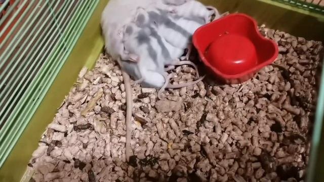 КРЫСА РОДИЛА ОЧЕНЬ МНОГО КРЫСЯТ. КРЫСЯТА НЕ МОГУТ САМОСТОЯТЕЛЬНО КУШАТЬ?