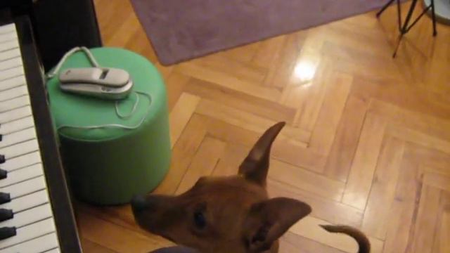 Miniature pinscher playing piano смотреть онлайн
