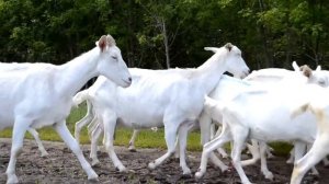 Козья ферма в Сажном