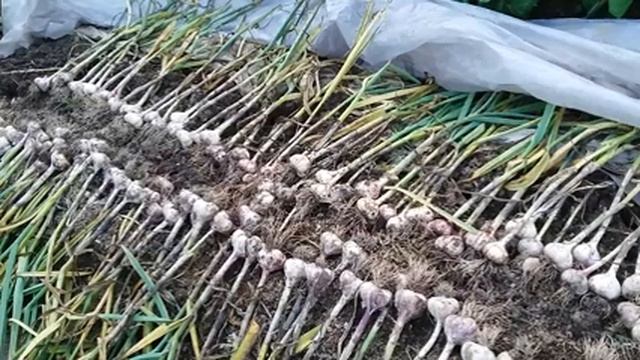 Урожай чеснока, 2019 год смотреть онлайн