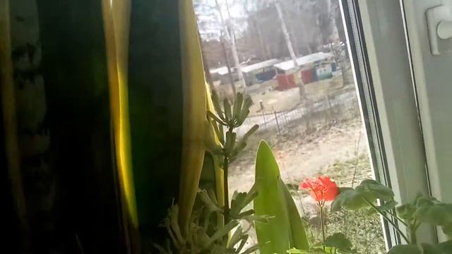 Цветы радуют как ни когда!!!! 24 апреля 2020 г. смотреть онлайн