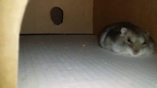 Карликовый Хомяк Карапуз и его Совершенство