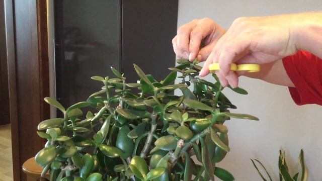 Обрезка  толстянки.