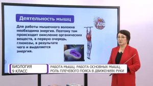 Биология. 9 класс. Работа мышц. Работа основных мышц, роль плечевого пояса в движениях руки