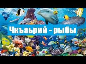 Чкъаьрий - рыбы.  Бовза беза Наьна мотт.  Наьна мотт - Даьла совгIат, халкъа са.