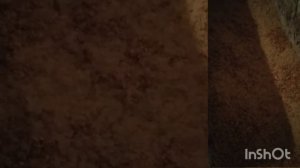 как получить семена шиповника 2021/процесс обработки шиповника