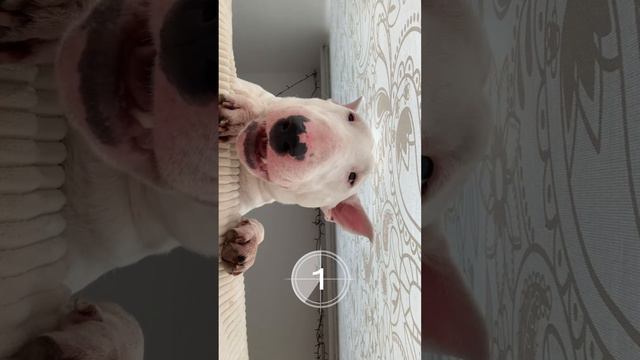 Пишите в комментариях сколько пород удалось угадать👇🏼#собака #АннаТимофеева #современныйсобаковод смотреть онлайн