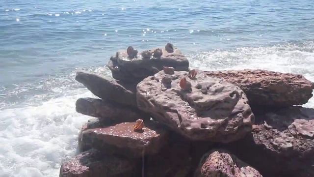 Рапаны пришли погреться смотреть онлайн