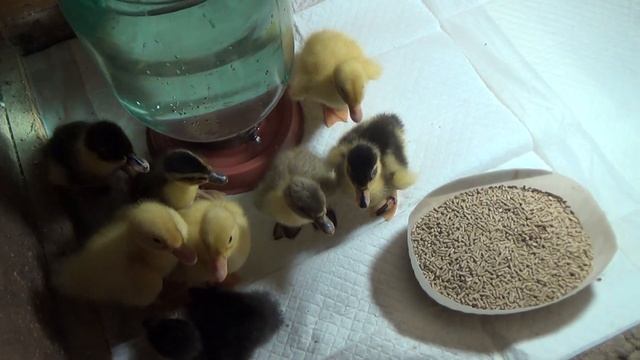 Купил утят. смотреть онлайн