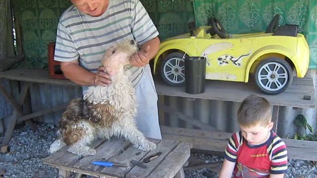 Тримминг фокстерьера Часть 2 смотреть онлайн