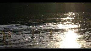 НЕРЕСТ СОМА.  Брачные игры... Завораживающее зрелище.