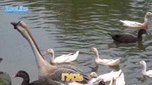 КАК ГОВОРИТ ГУСЬ / ЗВУКИ ГУСЯ
#гусь #звуки_гуся #домашние_животные