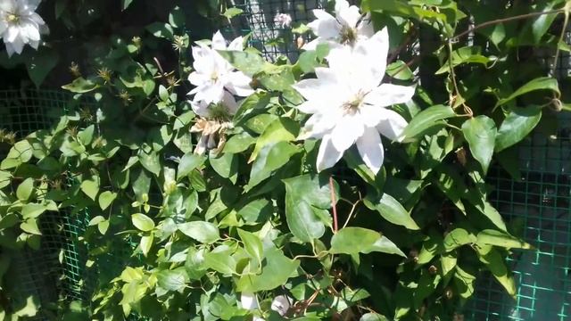 небольшая прогулка по цветнику 4 июля смотреть онлайн