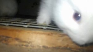 Кроликам 14 дней! (2 недели)