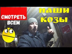КОЗЫ ДОЙНЫЕ НЕ ПОРОДИСТЫЕ) УДОИ РАЗНЫЕ