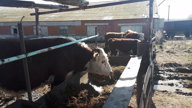 КРС живым весом оптом смотреть онлайн