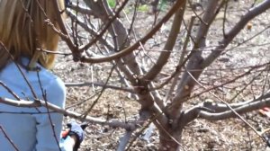 Pruning Peach & Nectarine Trees