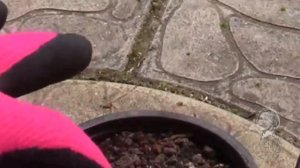 МОНСТЕРА КОСАЯ -  ЧЕРЕНОК.  ДОЛГОЕ ОЖИДАНИЕ РОСТА КОРНЕЙ.  ПОСАДКА.