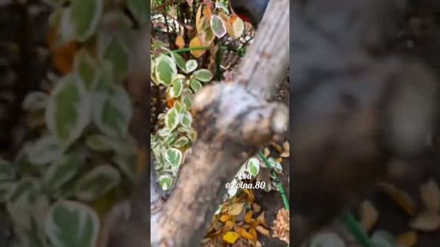 ГОРТЕНЗИЯ МЕТЕЛЬЧАТАЯ НА ШТАМБЕ. Обрезка осень ? смотреть онлайн