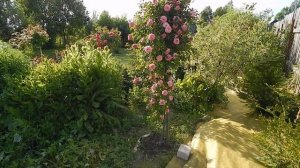 Роза штамбовая Paul Noel