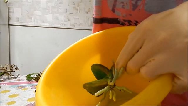 Клещ на орхидеях, борьба с ним смотреть онлайн