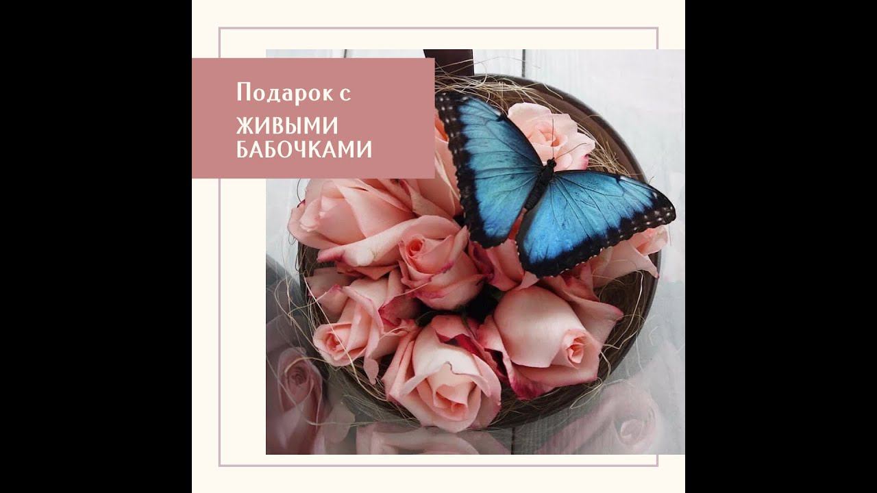 Живые бабочки. Необычный подарок в Уфе. Цветы в подарок.