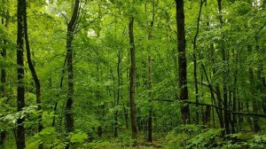 Поездка в лес по грибы за "Курицей" (Трутовик серно-жёлтый)