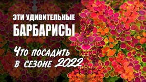 Барбарисы. Любимые сорта наших покупателей. Сезон 2022