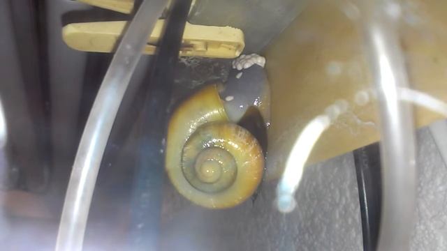 Улитка ампулярия откладывает икру под крышкой аквариума смотреть онлайн