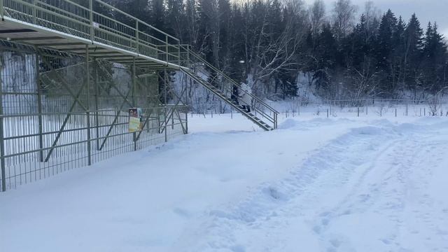 Тигры