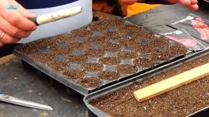 ВЫСОКОРОСЛЫЕ ПОМИДОРЫ - ПОСЕВ ОТЛИЧНЫХ 3-Х СОРТОВ В КАССЕТУ!