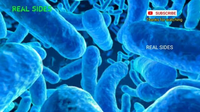 Bacteria | What is Bacteria | Real sides | RS смотреть онлайн