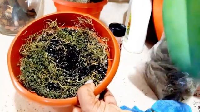 Cactus Cereus Repandus| Propagación de la planta y sus cuidados смотреть онлайн