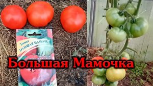 Томат большая мамочка Обзор