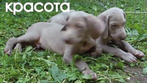 щенки веймаранера