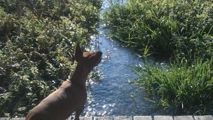 Родник и собака.