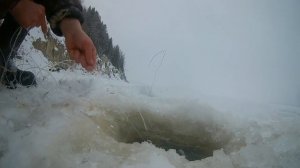 Рыбалка на налима! Перемет на налима. Первый налим на перемёт!