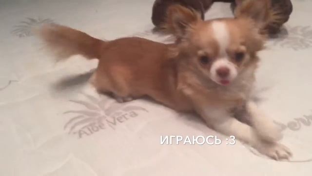 Возрождение говорящей Чихуахуа смотреть онлайн