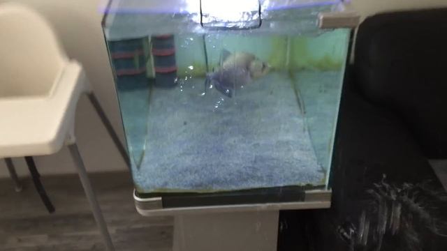 Black Piranha Attack !!! смотреть онлайн