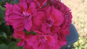 Обзор пеларгонии Fée Cerise Polina.