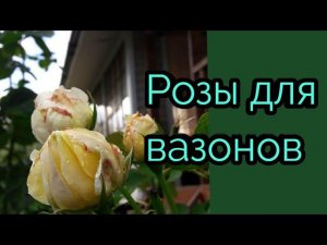 Розы для вазонов