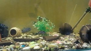 Обзор рыбок псевдотрофеус Демасони. Разведение, содержание, кормление.