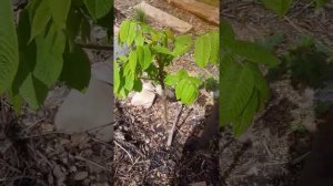 Маньчжурский орех. Уфа.