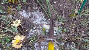 Размножение розы отводком.