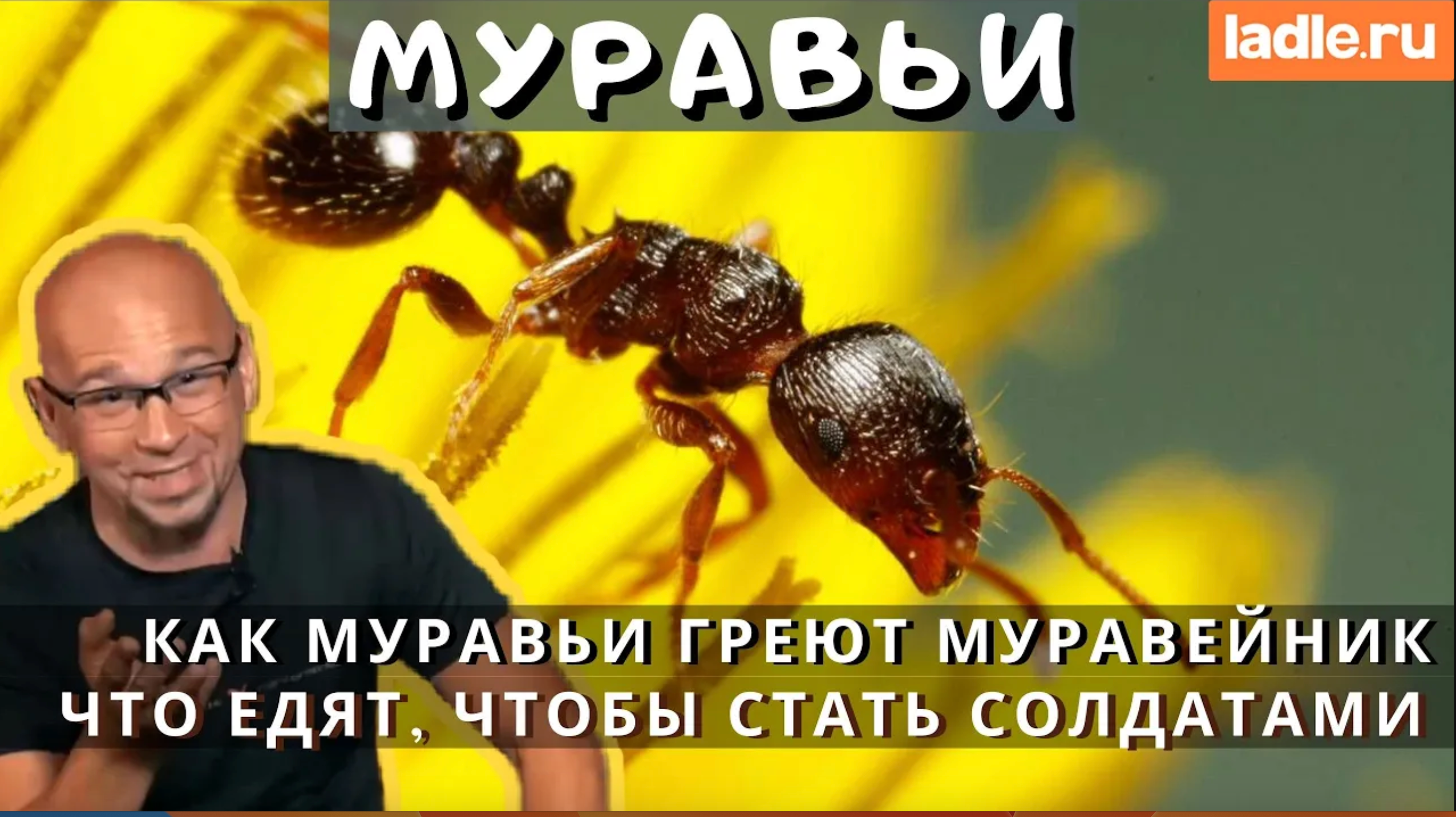 Муравей греет муравейник... жесть! Смотри факты из жизни муравейника | Лэйдл – Ladle