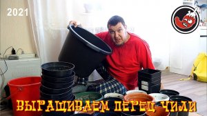 Пересадка перцев чили: ура, перцы обрели новые домики!