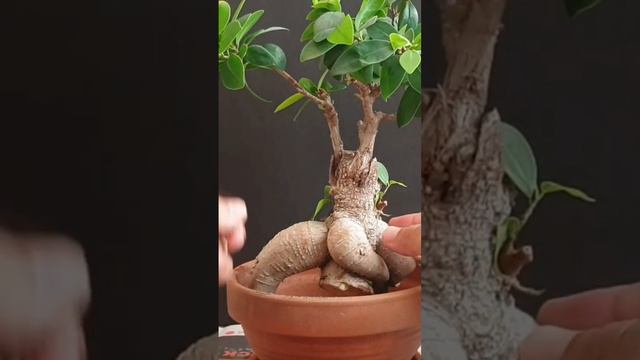 Ficus Ginseng Repot - and it still lives! 😅 #ficus #bonsaitree #ficusmicrocarpa