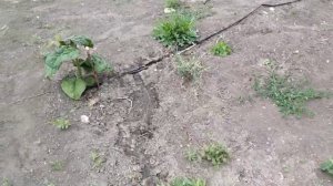 Павловния, первые проблемы.